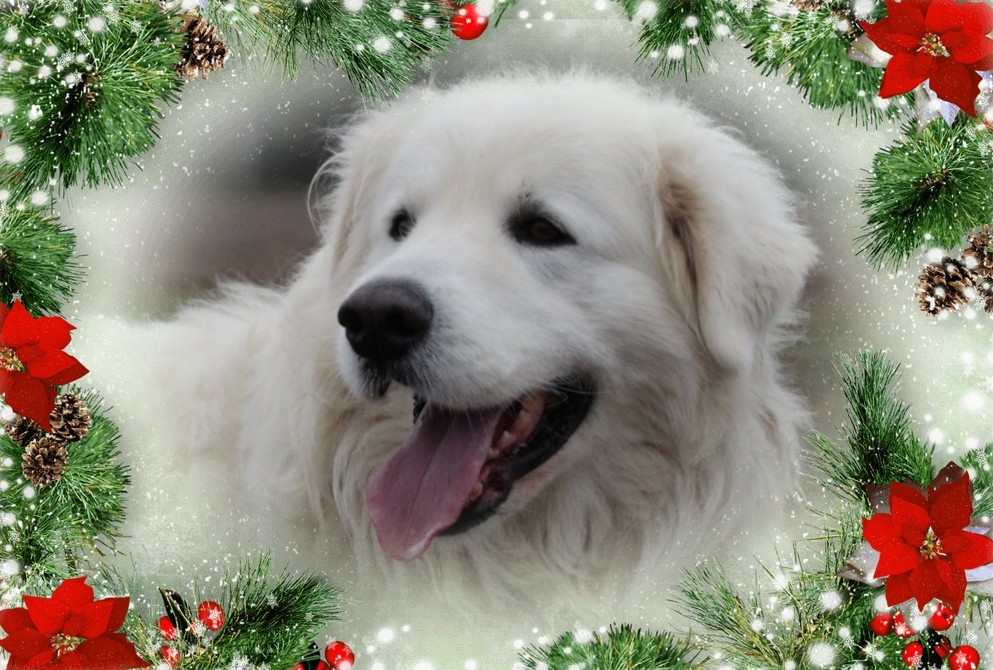 vianoce novy rok  2026